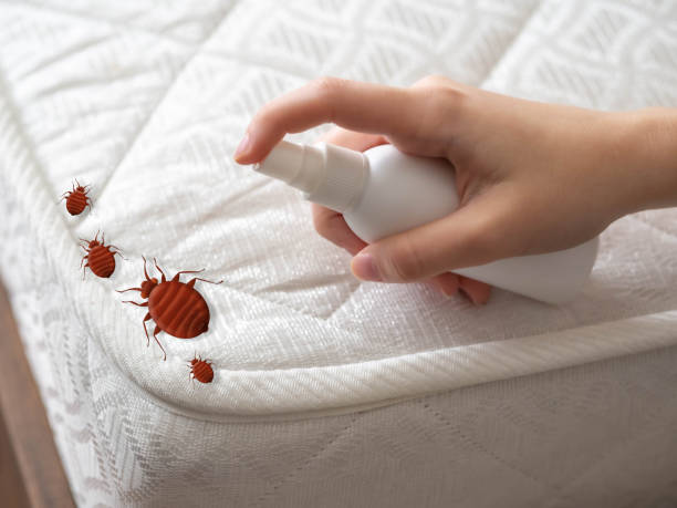 Pest Prevention Services in South Windham, CT