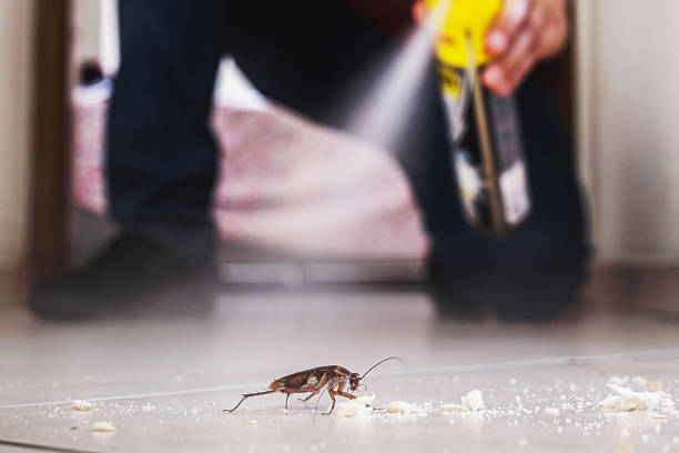 Reliable South Windham, CT Pest Control Solutions